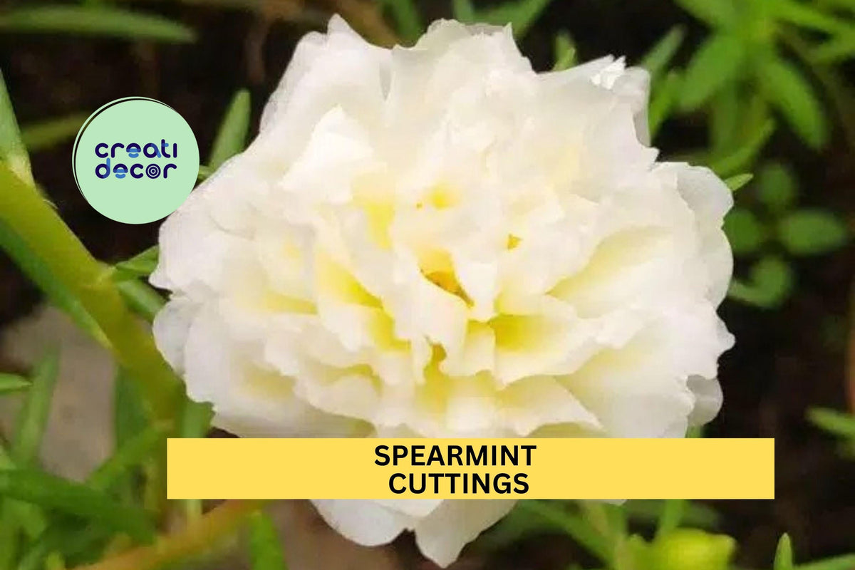8 Spearmint Portulaca grandiflora Cuttings - Drought-Tolerant Flowering Succulent for Containers & Gardens
