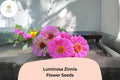 100+ Luminosa Zinnia Seeds – Bright Pink Blooms for Garden, Borders & Cut Flowers, Zinnia elegans, Easy to Grow Annual