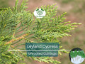 Leyland Cypress Unrooted Cuttings 6-8" for Privacy Screen, Evergreen Hedge, Fast-Growing Landscaping Tree, Cupressus × leylandii