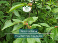 Ilex Montana Seeds – Mountain Holly Native Shrub for Gardens, Wildlife, Landscaping, 500 mg