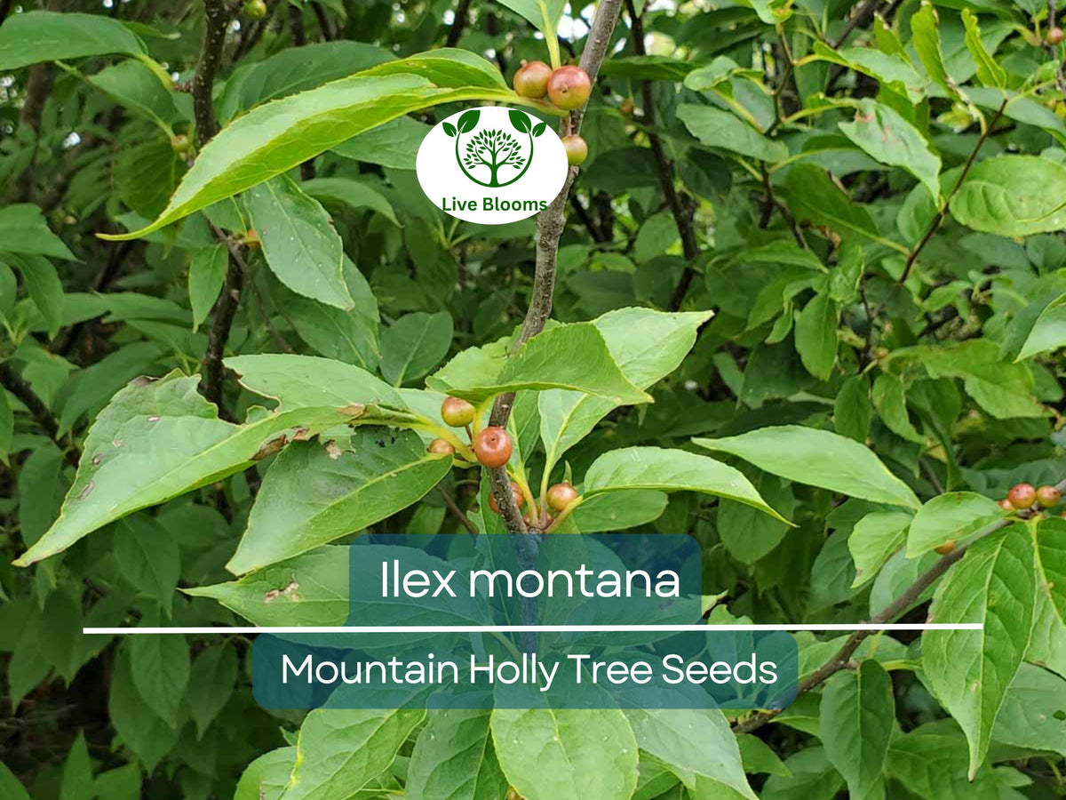 Ilex Montana Seeds – Mountain Holly Native Shrub for Gardens, Wildlife, Landscaping, 500 mg
