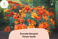 25+ Brocade Marigold Seeds | French Marigold Mix | Red, Gold & Bicolor Blooms | Tagetes patula Annual Flower Seeds