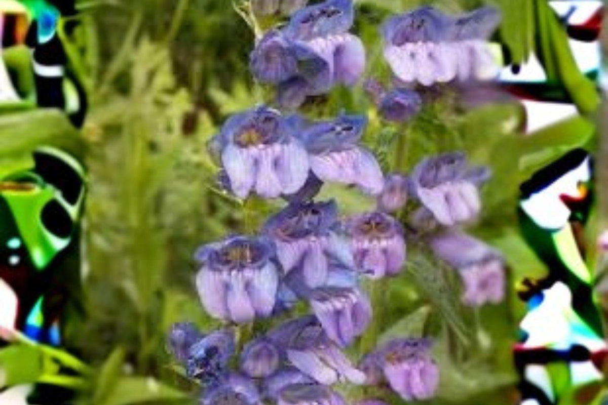 Penstemon wilcoxii Seeds – Wilcox’s Beardtongue Native Wildflower for Pollinator Gardens, 100 mg