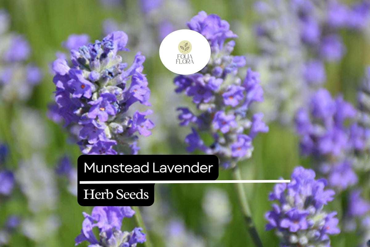 100 Seeds Munstead Lavender (Lavandula angustifolia) - Fragrant, Hardy English Lavender for Herb Gardens, Borders & Containers