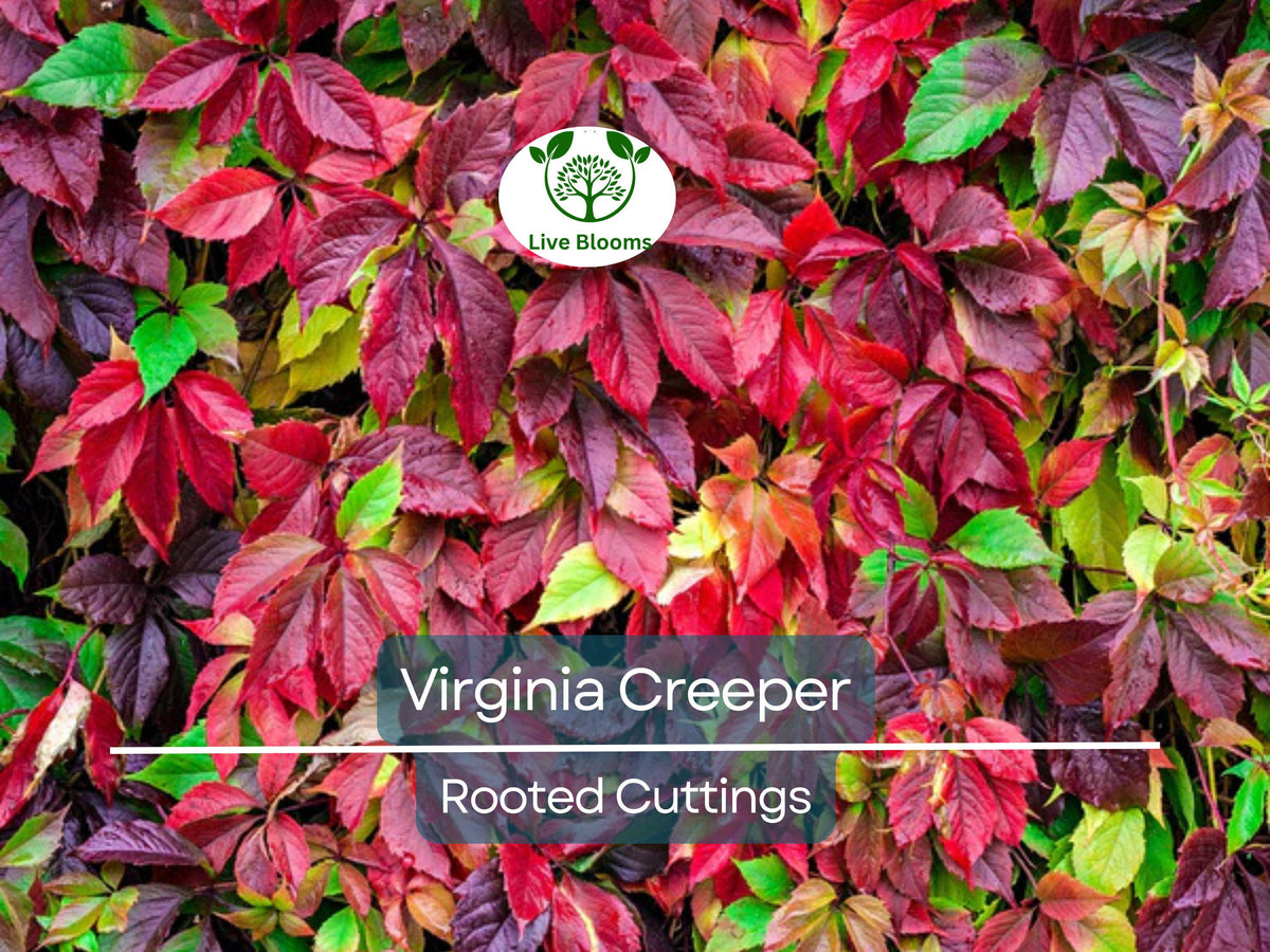 Virginia Creeper Rooted Cutting 5"-8" Hardy Climbing Vine Parthenocissus quinquefolia Outdoor Garden Plant
