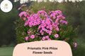 Prismatic Pink Phlox Seeds – Pink Perennial Garden Flowers, Phlox paniculata, Butterfly & Hummingbird Attracting, 100+ Seeds
