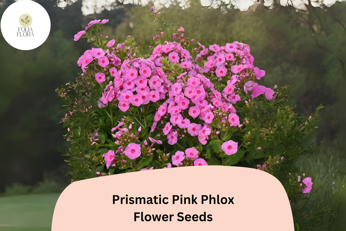 Prismatic Pink Phlox Seeds – Pink Perennial Garden Flowers, Phlox paniculata, Butterfly & Hummingbird Attracting, 100+ Seeds