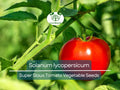 Tomato Seeds 100mg Super Sioux Heat-Tolerant Solanum lycopersicum for Home Gardening, Fresh Eating, Salad, Cooking