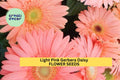 Light Pink Gerbera Daisy Seeds – 200+ Gerbera jamesonii Annual Flower Seeds for Borders, Containers & Bouquets