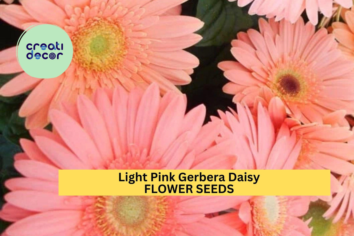 Light Pink Gerbera Daisy Seeds – 200+ Gerbera jamesonii Annual Flower Seeds for Borders, Containers & Bouquets