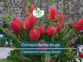 Crimson Bottle Brush Tree Seeds | Callistemon citrinus | Red Flowering Shrub | Non-GMO, Drought Tolerant, Easy to Grow