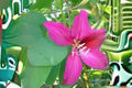 10 Seeds Bauhinia purpurea Purple Orchid Tree Tropical Flowering Tree Exotic Ornamental Garden Plant