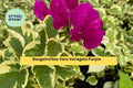 Vera Variegata Purple Bougainvillea Live Starter Plant, Tropical Flower Vine, Variegated Foliage & Purple Bracts, Bougainvillea spectabilis