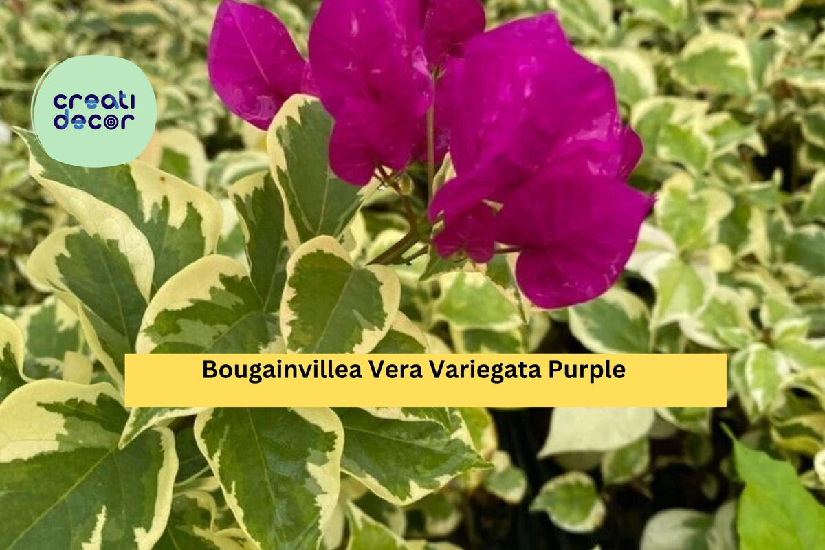 Vera Variegata Purple Bougainvillea Live Starter Plant, Tropical Flower Vine, Variegated Foliage & Purple Bracts, Bougainvillea spectabilis