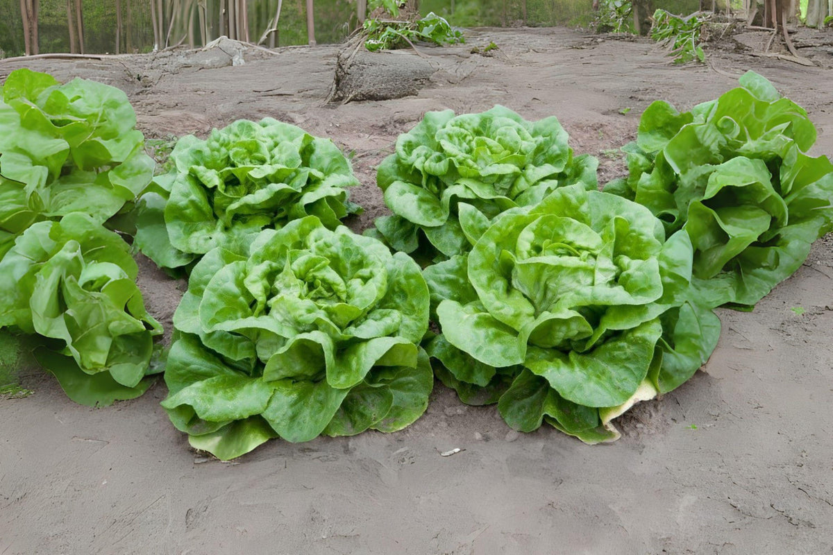 700 Seeds Buttercrunch Butterhead Lettuce Seeds – Heirloom, Crisp, Heat-Tolerant, for Salads, Wraps, and Gardens - Lactuca sativa