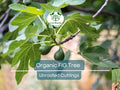Organic Fig Tree Cuttings – 8-Inch Unrooted Ficus Carica for Propagation and Planting