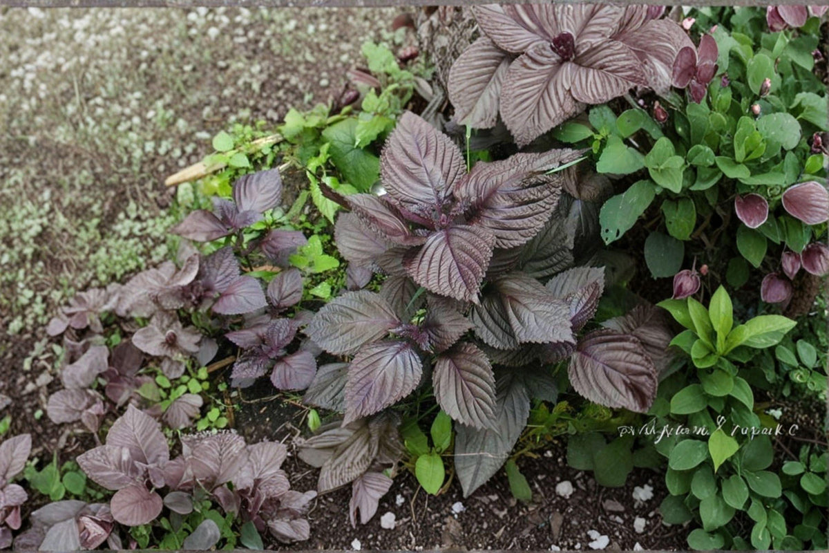 Perilla (Shiso) Seeds – Red Aka Shiso, Japanese Culinary Herb, Aromatic Perilla frutescens var. crispa, Edible & Ornamental