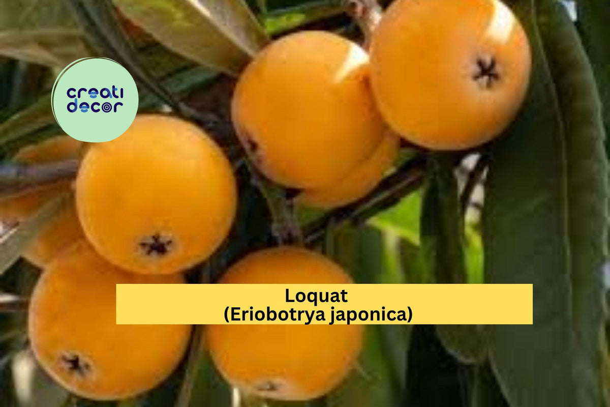 Loquat Tree Scions Set of 3 | Eriobotrya japonica Fruit Tree Cuttings for Grafting & Propagation