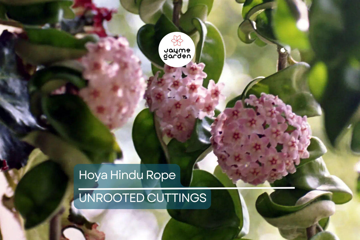 Hoya Hindu Rope Plant Cuttings - 4-Inch Unrooted Propagation Cuttings, Twisted Vines, Easy Care Indoor Houseplant, Hoya carnosa 'Compacta'