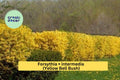 Golden Forsythia Bare Root Shrub – Forsythia × intermedia – Bright Yellow Spring Blooms, 18–24 Inches Tall, Live Early Flowering Bush