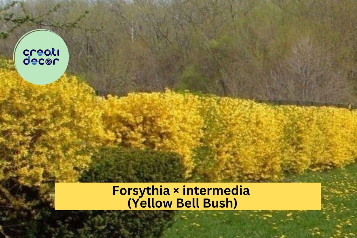 Golden Forsythia Bare Root Shrub – Forsythia × intermedia – Bright Yellow Spring Blooms, 18–24 Inches Tall, Live Early Flowering Bush