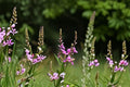 Showy Tick Trefoil Seeds – Native Perennial Wildflower, Pink to Rose-Purple Flowers, Nitrogen-Fixing, Pollinator & Wildlife Plant