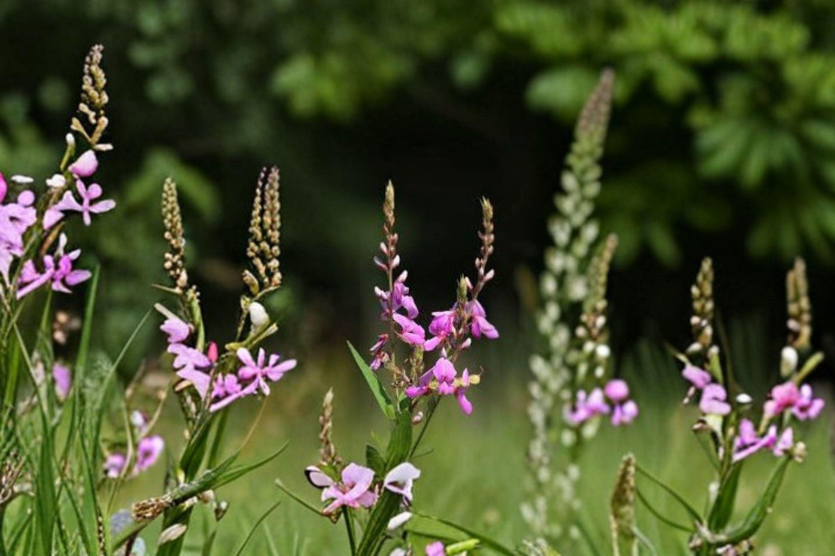 Showy Tick Trefoil Seeds – Native Perennial Wildflower, Pink to Rose-Purple Flowers, Nitrogen-Fixing, Pollinator & Wildlife Plant