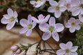 Spring Beauty Seeds – Claytonia virginica Native Woodland Wildflower, Early Spring Bloom, Partial Shade, 10 Pack
