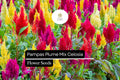 Pampas Plume Mix Celosia Seeds | Colorful Feathery Plumes | Annual Flower for Gardens & Borders | Celosia argentea