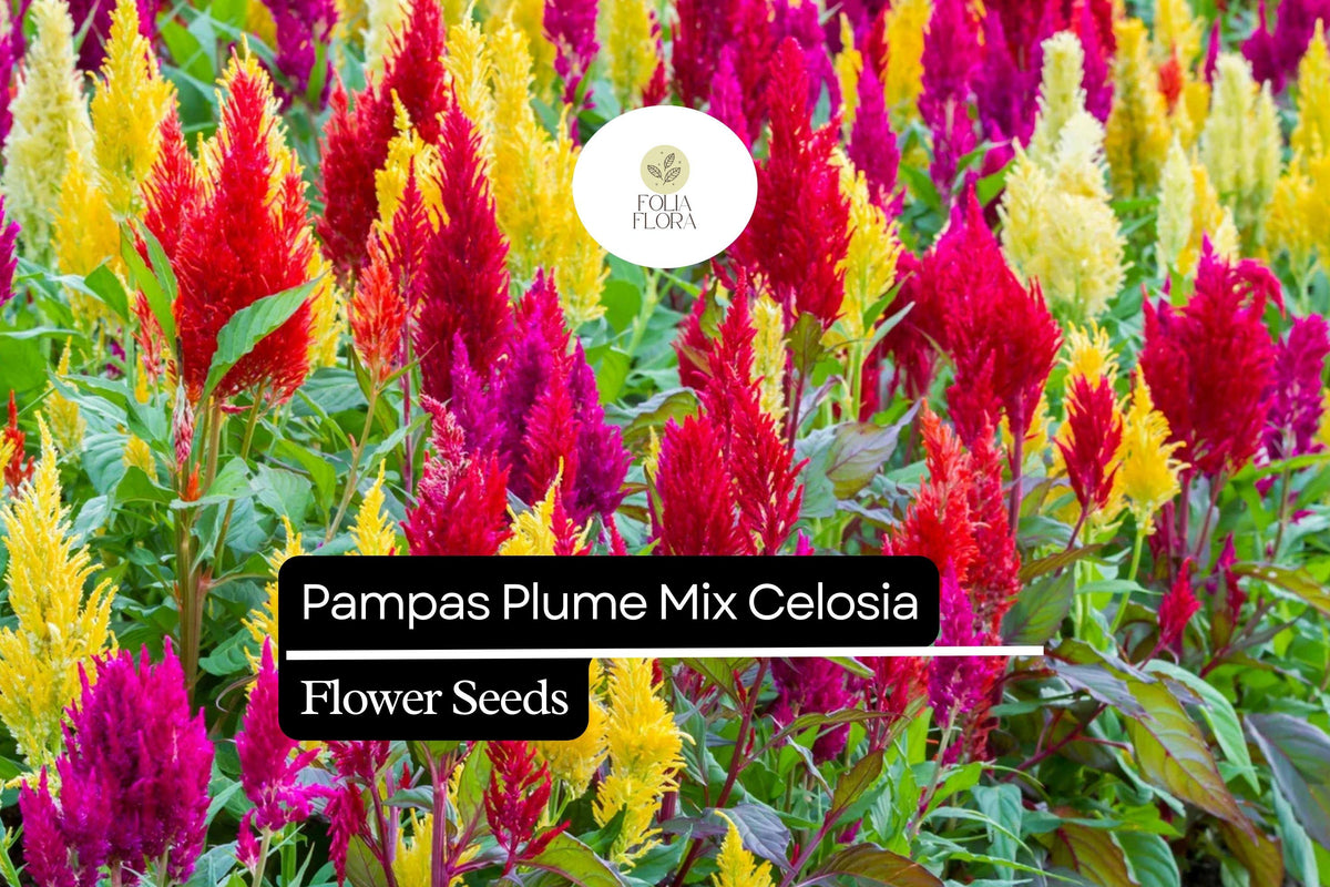 Pampas Plume Mix Celosia Seeds | Colorful Feathery Plumes | Annual Flower for Gardens & Borders | Celosia argentea