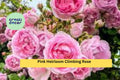 Pink Heirloom Climbing Rose Cuttings – Set of 5 Live Rosa Heirloom Climbing Rose Stem Cuttings for Propagation