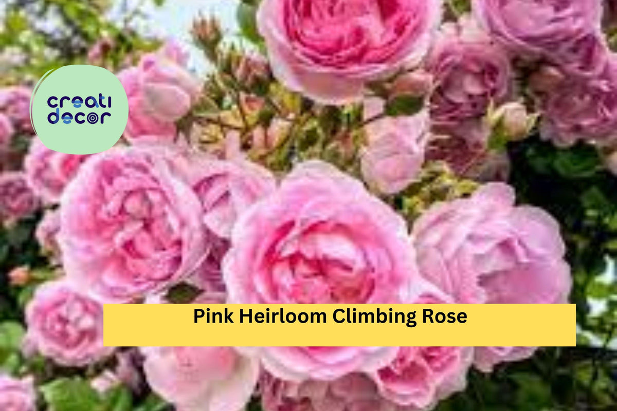 Pink Heirloom Climbing Rose Cuttings – Set of 5 Live Rosa Heirloom Climbing Rose Stem Cuttings for Propagation
