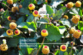 100 Paracress Seeds – Spilanthes oleracea, Medicinal Herb, Toothache Plant, Buzz Buttons, Electric Daisy, Culinary & Ornamental