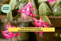True Christmas Cactus Starter Plant – Schlumbergera x buckleyi – Pink Blooms, Indoor Succulent, Holiday Flowering
