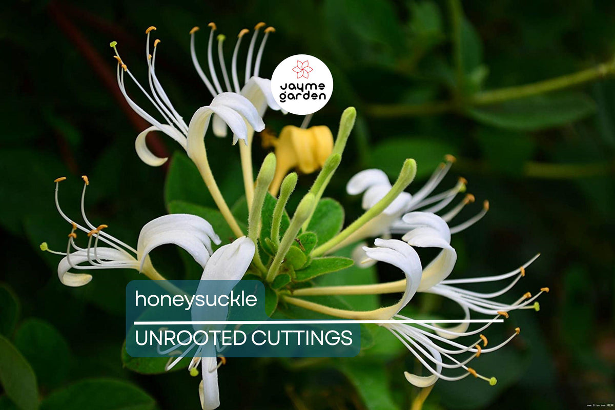 Unrooted Honeysuckle Vine Cuttings | Fragrant Climbing Plant | 6"-8" Long | Easy Propagation | Pollinator & Hummingbird Attractant