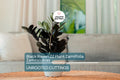 Black Raven ZZ Plant Cutting | Zamiifolia Zamioculcas | 2-Node Indoor Houseplant | Pet Safe, Low Light, Easy Care