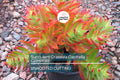 Crassula Campfire Succulent Cuttings – 3 Live Unrooted 2" Red Foliage Plants for Rock Gardens, Containers, USDA Zones 9-11