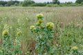 Roundhead Bush Clover Seeds – Lespedeza capitata Native Perennial Legume for Prairie & Native Gardens (30 Seeds)