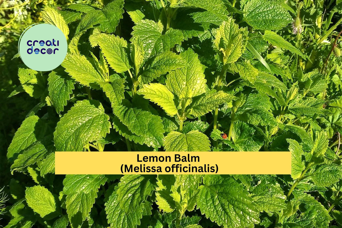 Lemon Balm Seeds, Melissa officinalis, Aromatic Herb, Culinary Garden Seeds, 100 Count
