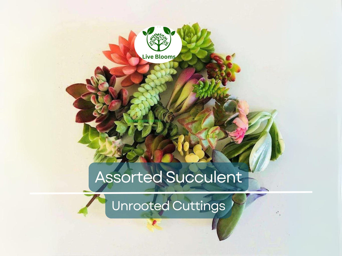 20+ Assorted Succulent Unrooted Cuttings Pack | 20 Varieties Including Echeveria, Crassula, Aloe, Sedum & Kalanchoe | DIY Plant Collection