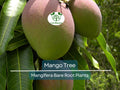 Live Mango Tree Seedling – 6–9 Inch Tropical Fruit Plant Mangifera indica for Garden or Container