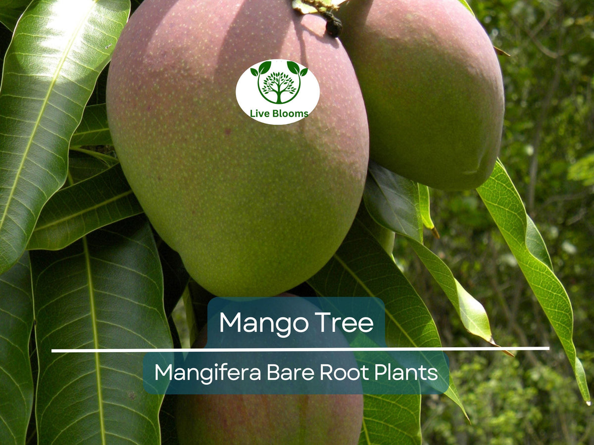 Live Mango Tree Seedling – 6–9 Inch Tropical Fruit Plant Mangifera indica for Garden or Container