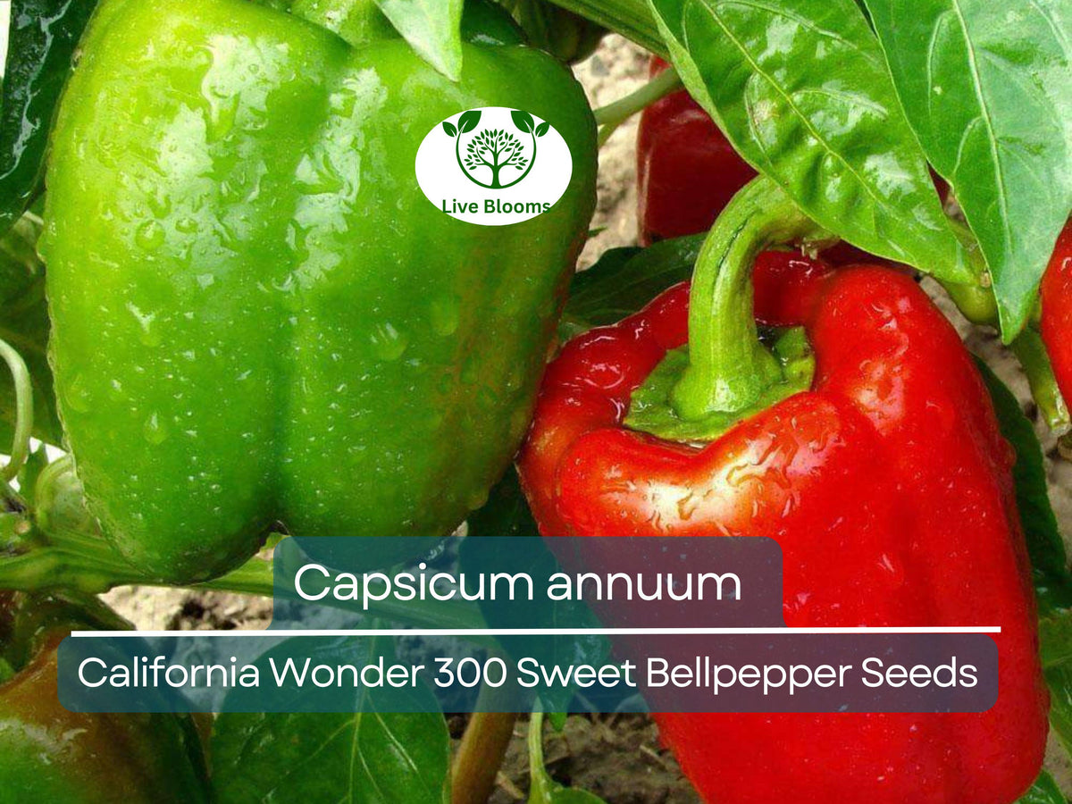 California Wonder 300 Sweet Bell Pepper Seeds, Heirloom Capsicum annuum, Large Green to Red Fruits, Garden & Container Planting