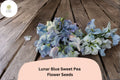 Lunar Blue Sweet Pea Seeds | Climbing Vine for Gardens | Blue Flowers | Lathyrus odoratus | 50+ Seeds