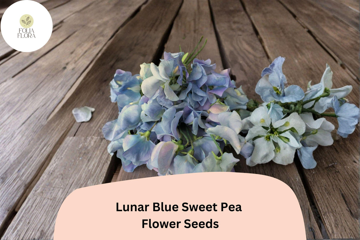 Lunar Blue Sweet Pea Seeds | Climbing Vine for Gardens | Blue Flowers | Lathyrus odoratus | 50+ Seeds