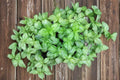 Genovese Basil Seeds | 700 Non-GMO Open-Pollinated Herb Seeds | Classic Italian Culinary Basil | Large Aromatic Leaves