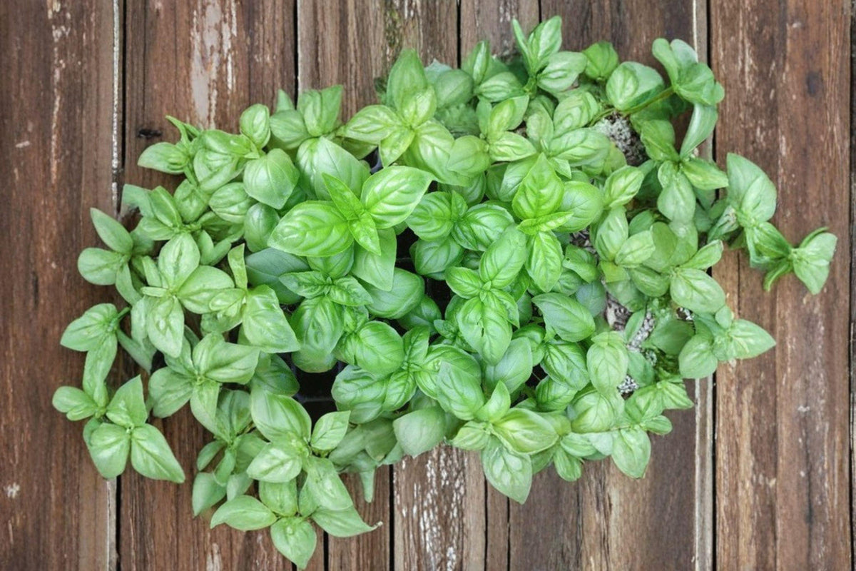 Genovese Basil Seeds | 700 Non-GMO Open-Pollinated Herb Seeds | Classic Italian Culinary Basil | Large Aromatic Leaves