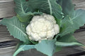 Cauliflower Seeds, Snowball Y Improved, Heirloom, Compact, White Heads, Brassica oleracea var. botrytis, 100 Seeds