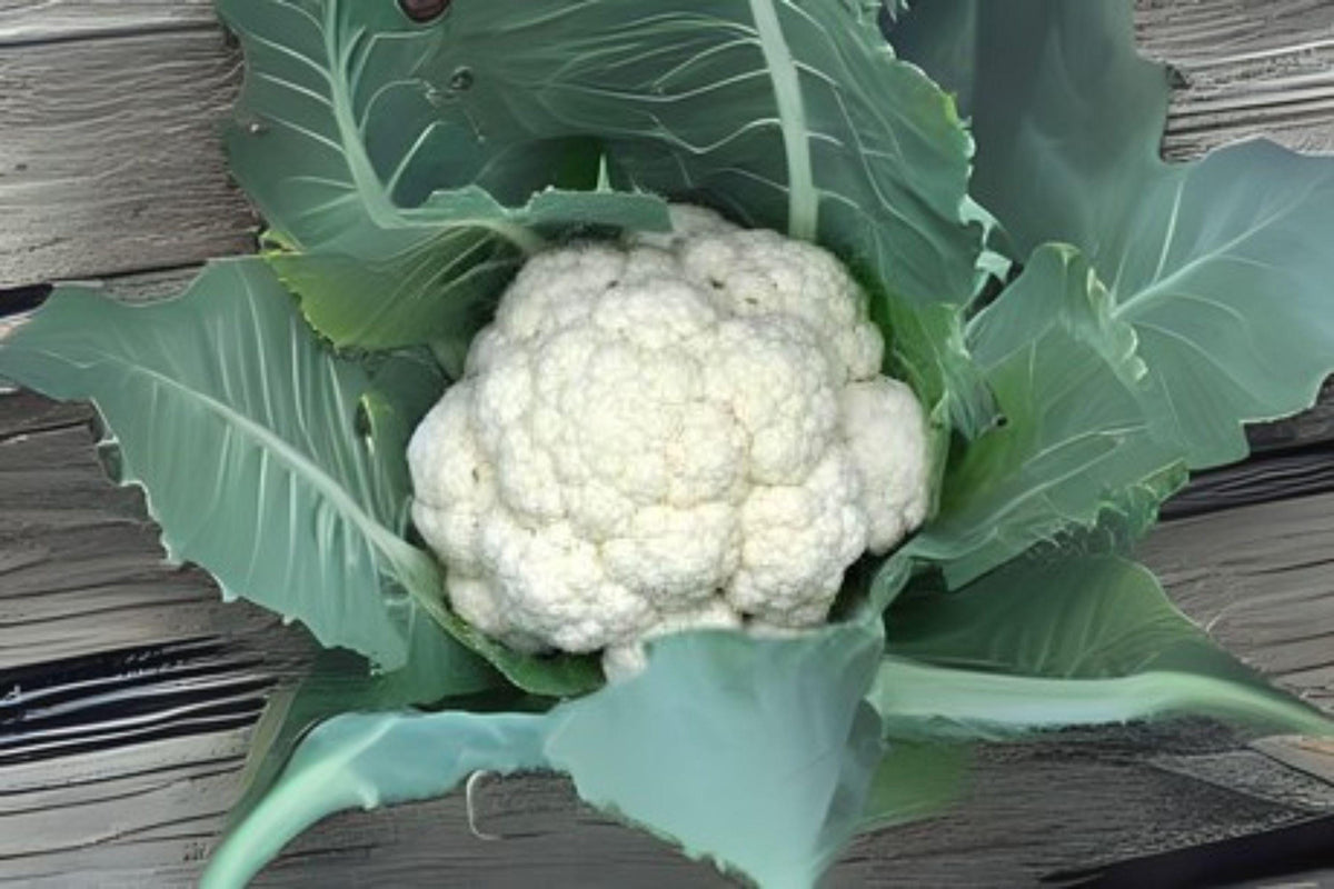 Cauliflower Seeds, Snowball Y Improved, Heirloom, Compact, White Heads, Brassica oleracea var. botrytis, 100 Seeds