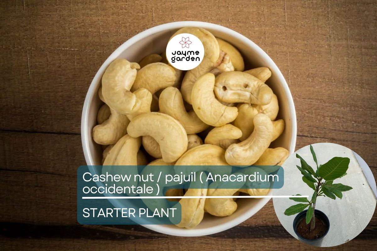 Live Cashew Nut Tree 12"-18" | Anacardium occidentale Tropical Fruit & Nut Tree for Gardens